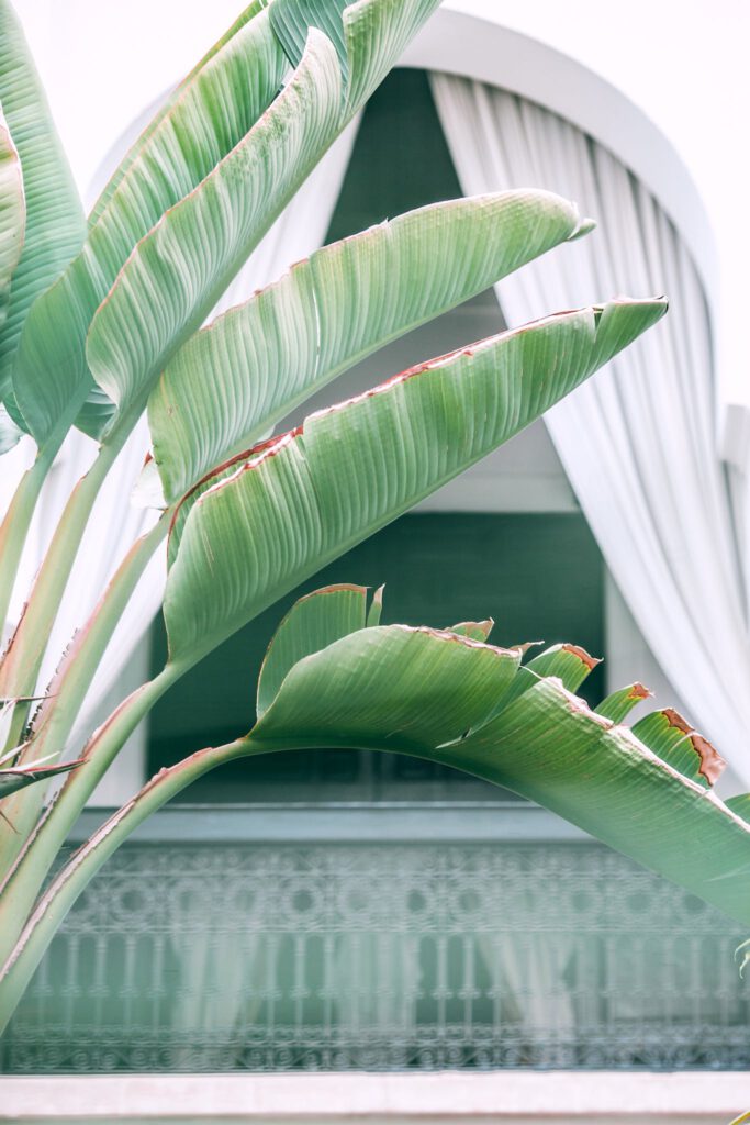 Green palm leaves growing in yard of villa